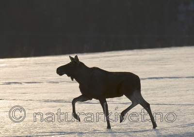 BB 13 0045 / Alces alces / Elg